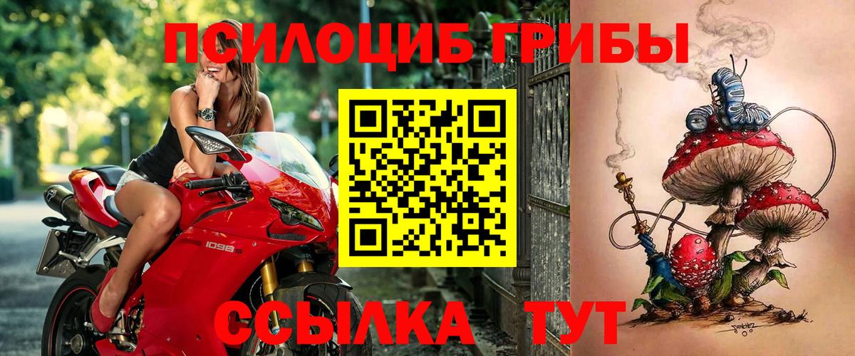 Галлюциногенные грибы Psilocybe Тамбов